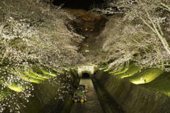 琵琶湖疏水の桜