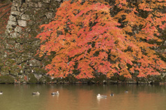 彦根城にて：紅葉狩り④