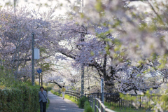暖かな日の桜並木