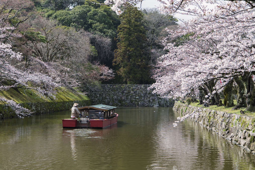 屋形船と桜