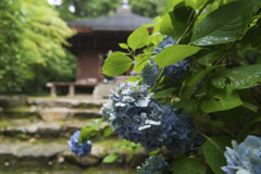 雨露に濡れる紫陽花