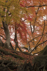 彦根城にて：紅葉狩り⑤