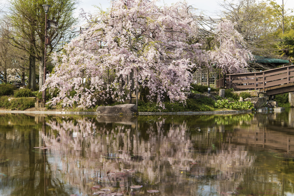 桜の反社池