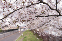 駅裏の桜並木