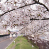 駅裏の桜並木