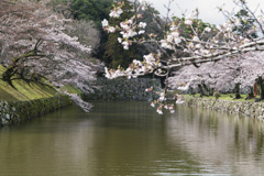 彦根城内堀にて