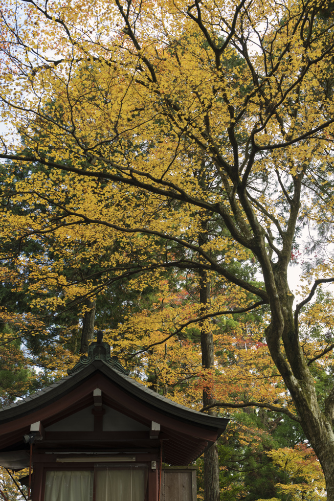 比叡山延暦寺にて：紅葉狩り②