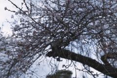 彦根城にて：狂い咲きの桜①