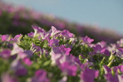 箱館山 ～ゲレンデの花畑～