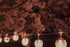 提灯と桜②