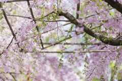 桜の屋根