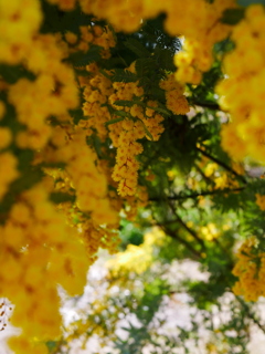 幸せの黄色い花