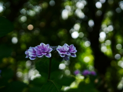 木陰の紫陽花