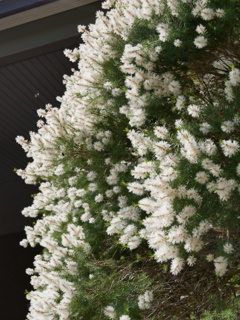 白花金宝樹