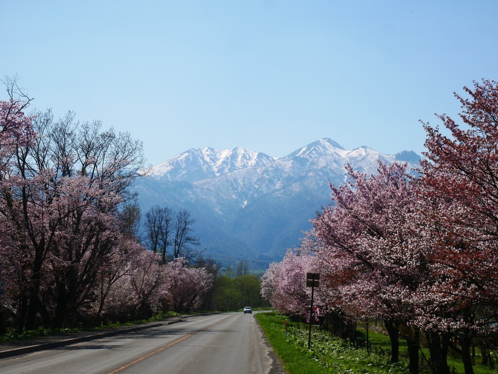 雪山と桜並木