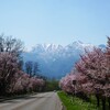 雪山と桜並木