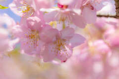 桜色に包まれて