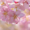 桜色に包まれて