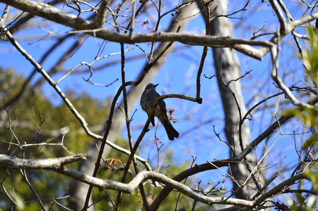 初めての野鳥撮影