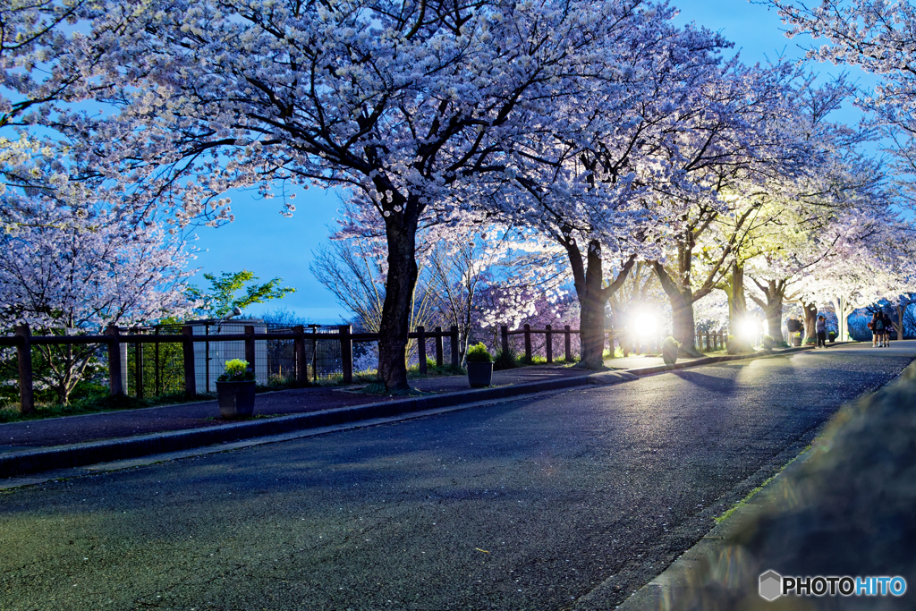 ライトアップ桜