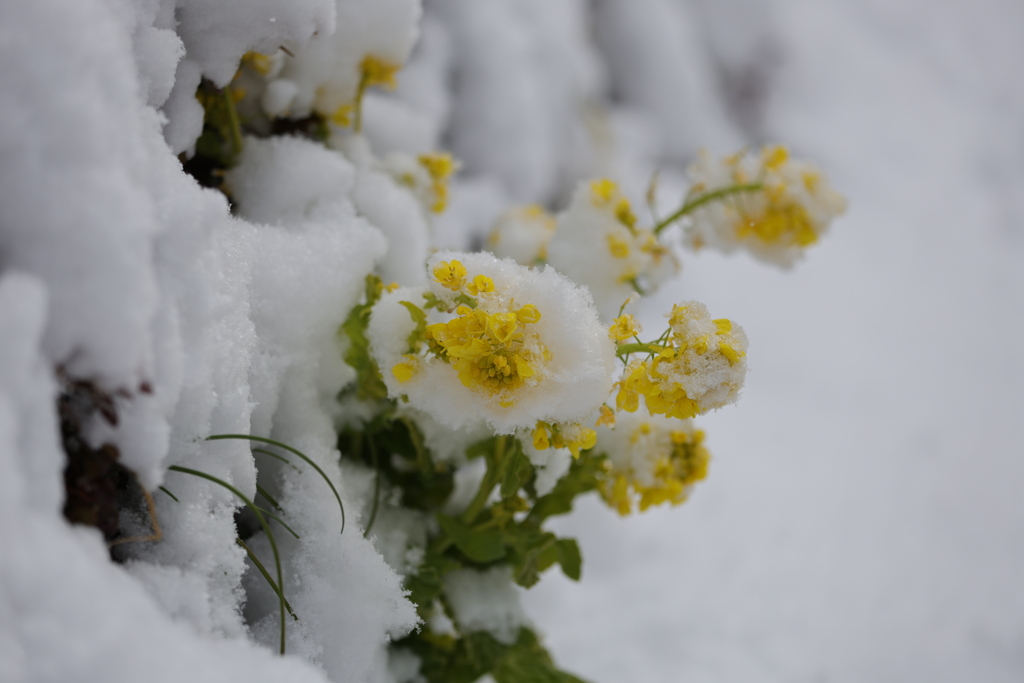 雪化粧の菜の花
