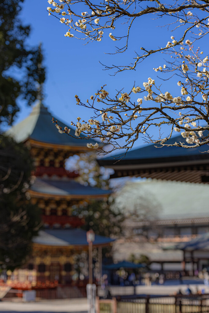 新勝寺と梅