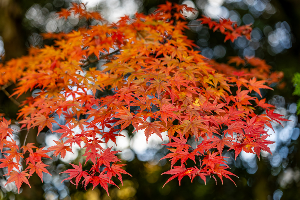 紅葉