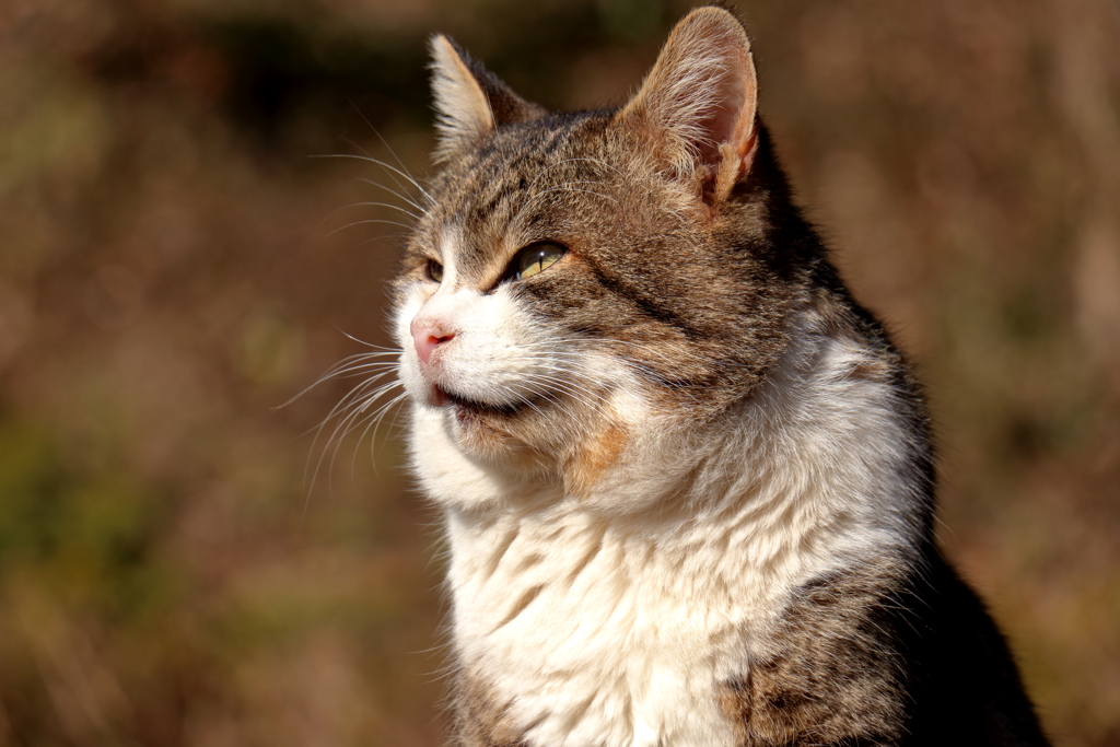 野良猫