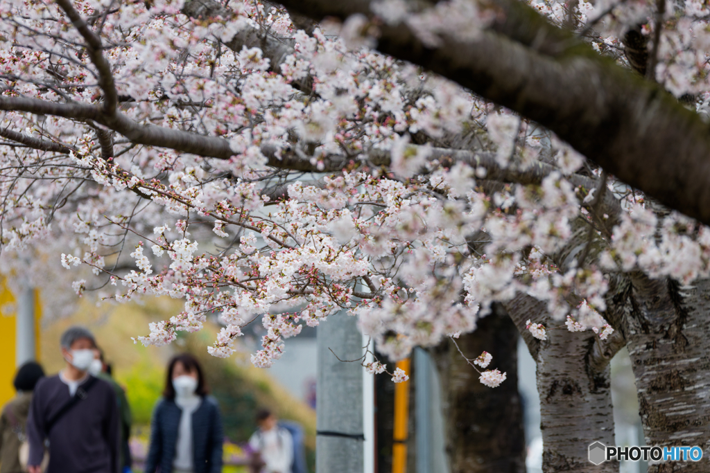 桜のトンネル