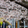 桜のトンネル