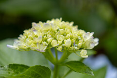 紫陽花