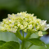 紫陽花