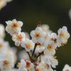春本番