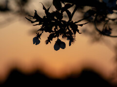 河津桜　夕景