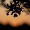 河津桜　夕景