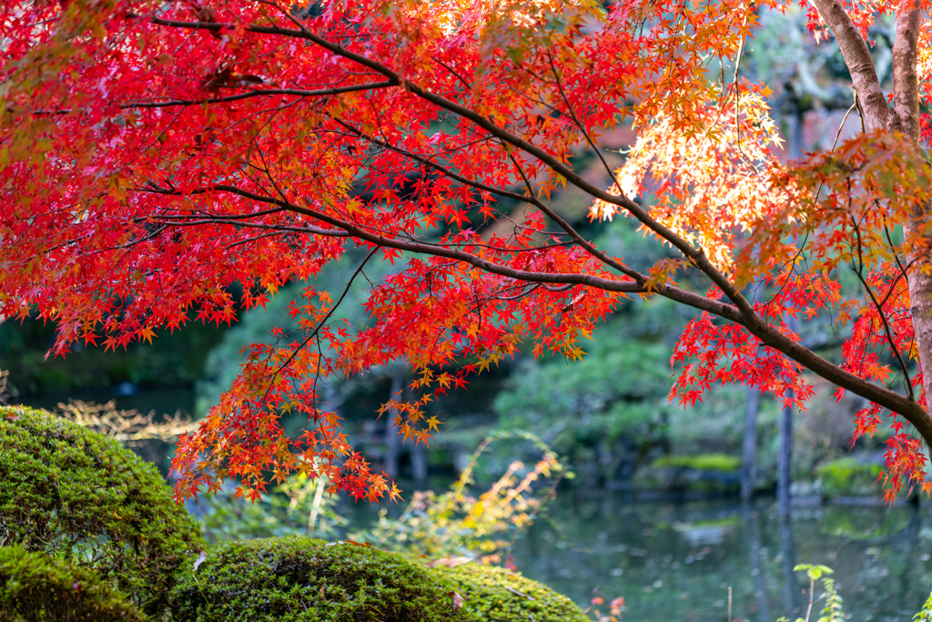 紅葉