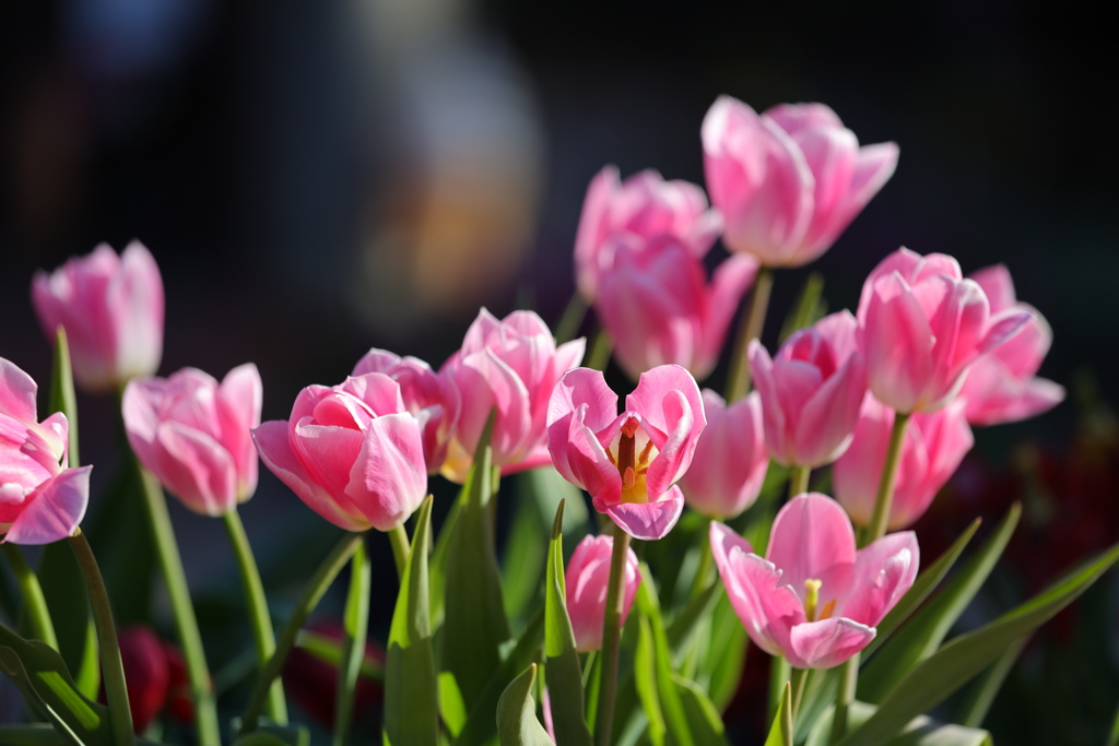 アイスチューリップ