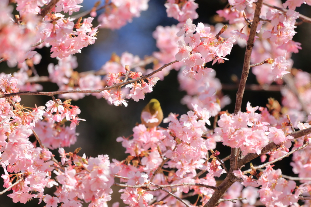 満開の河津桜に・・・