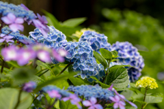 紫陽花