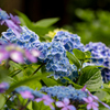 紫陽花