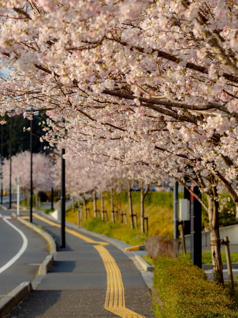 桜道