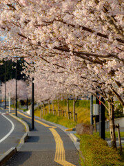 桜道