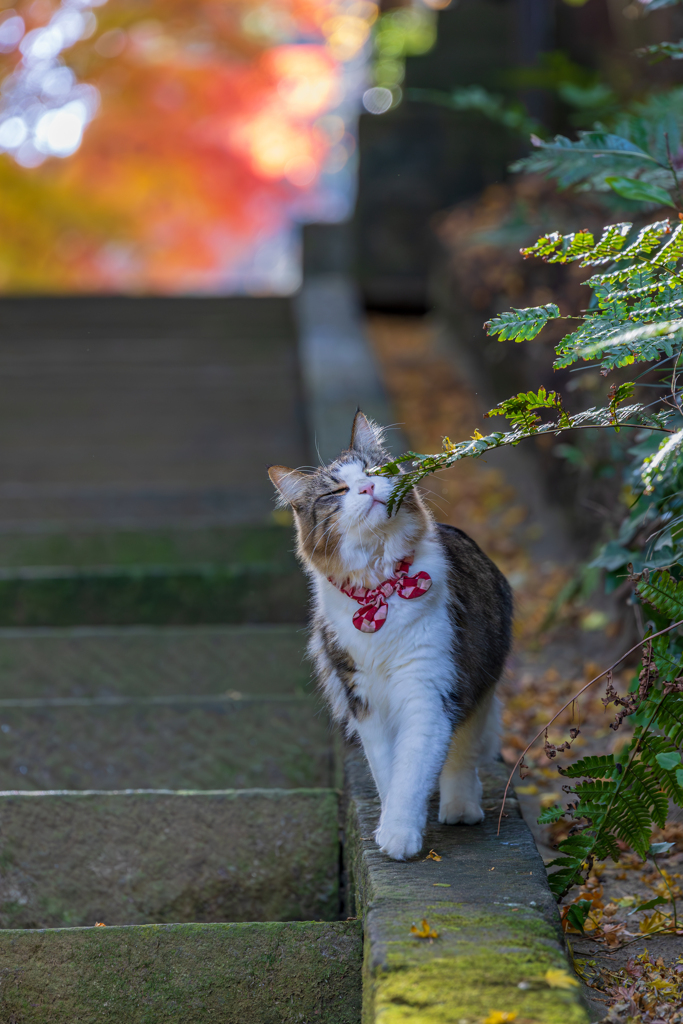 小径で見つけた至福の瞬間