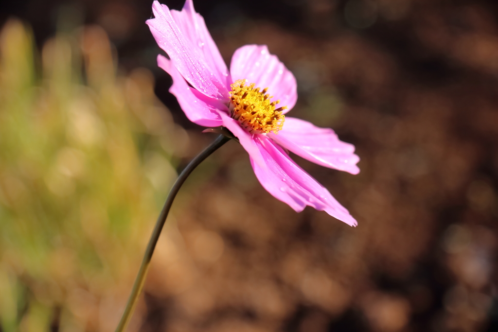 可憐な花
