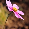可憐な花