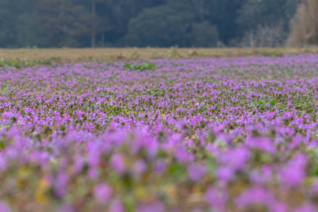 花の絨毯