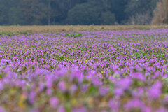 花の絨毯