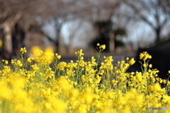 菜の花