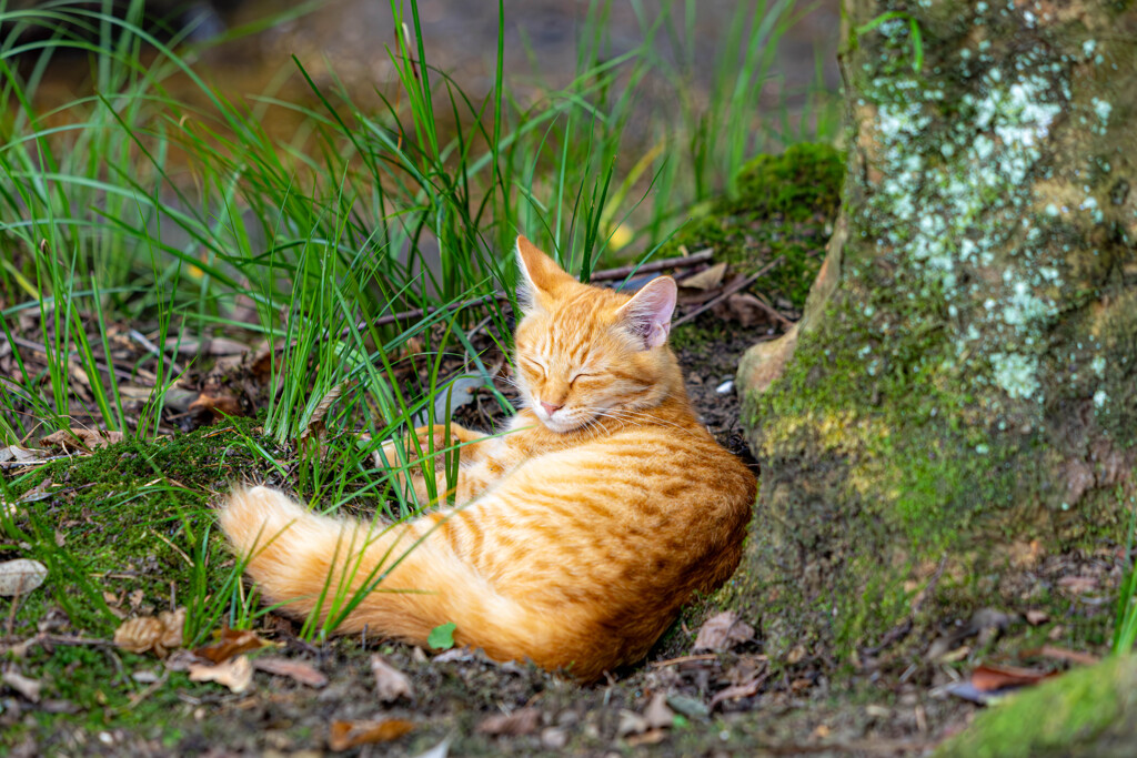 癒し猫