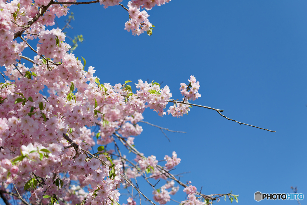八重桜